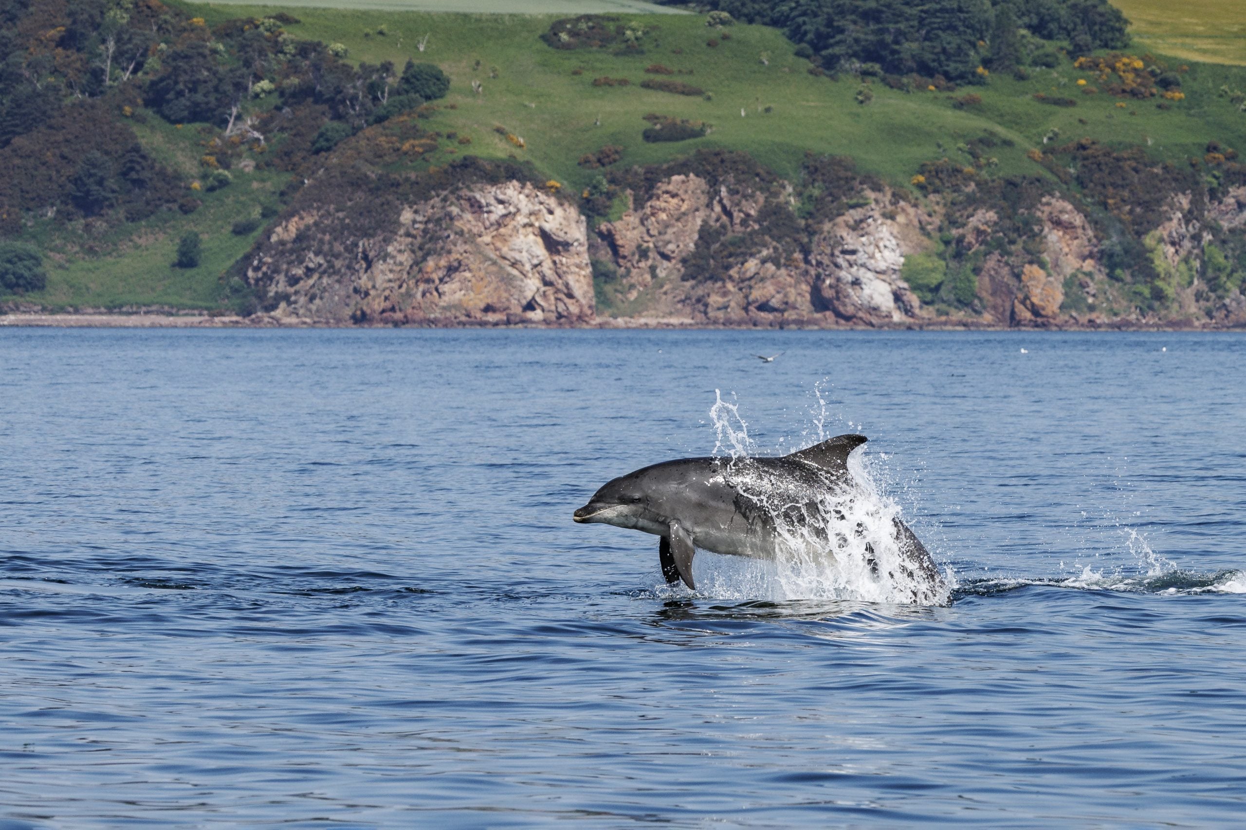Delfin springt vor Küste aus dem Wasser