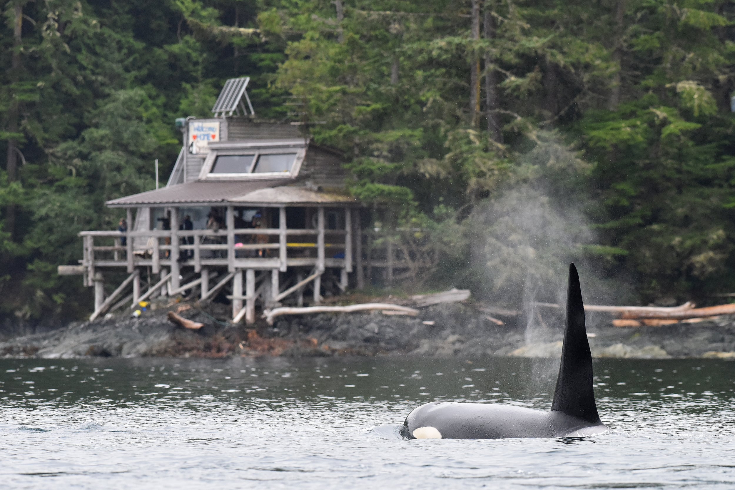 Orca mit hoher Rückenflosse schwimmt an Forschungsplattform in Holzbauweise an bewaldeter Küste vorbei