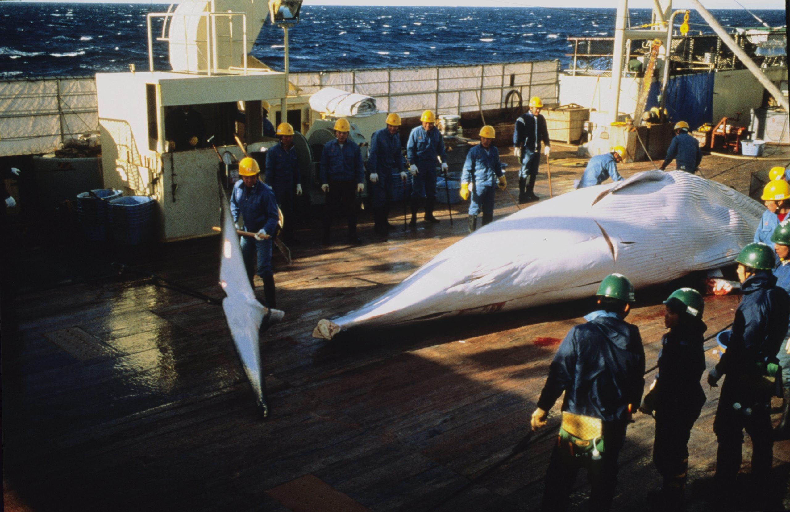 Japanisches Walfang-Schiff © Mark Voltier