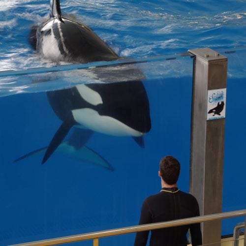 Orca in Gefangenschaft