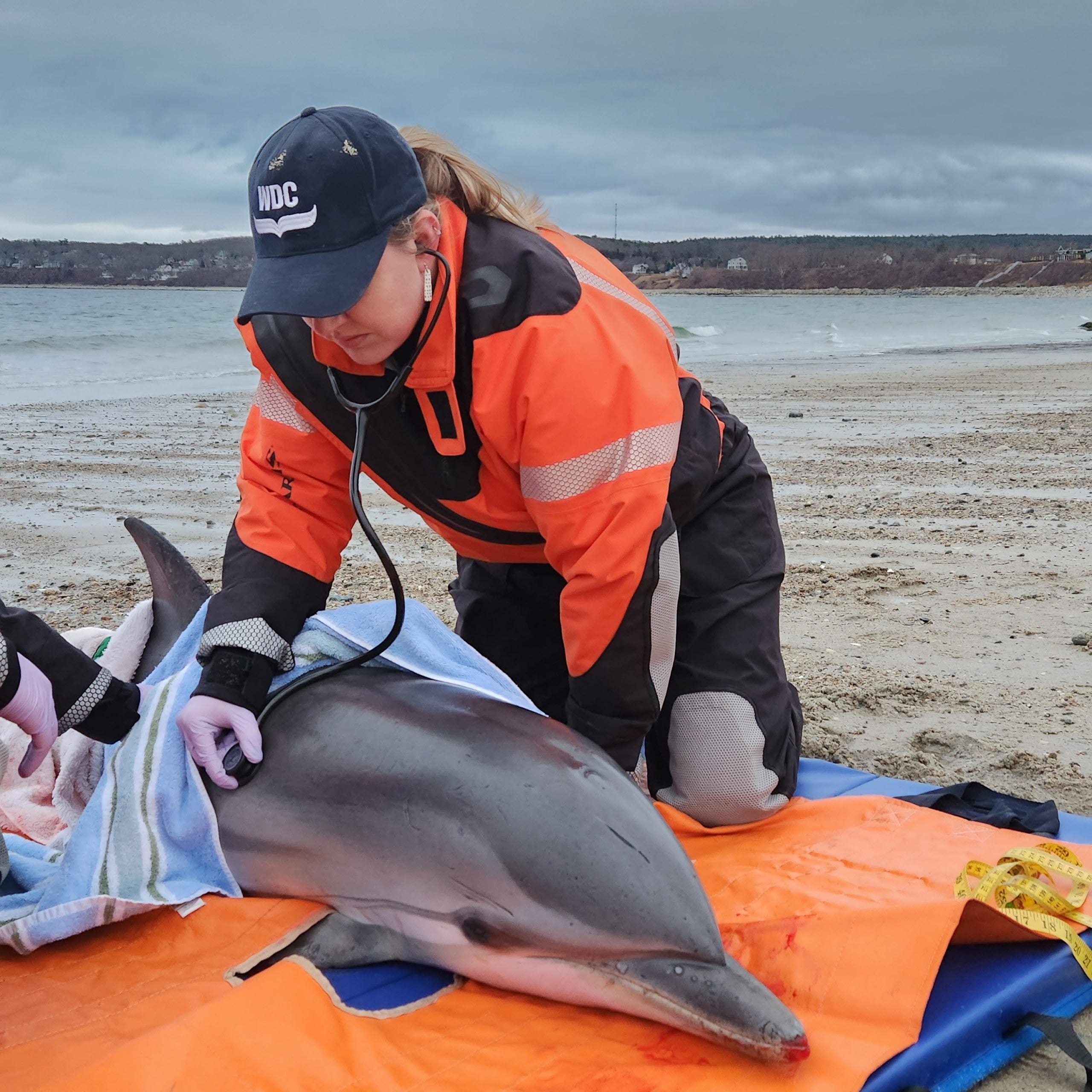 WDC-Expertin untersucht lebend gestrandeten Delfin