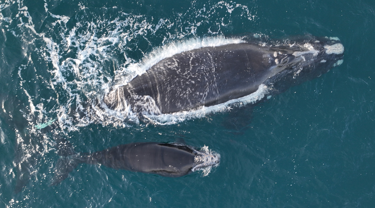 Dieses Glattwal-Baby wurde am Kopf durch eine Schiffskollision verletzt. © WDC NA, NOAA permit 24359