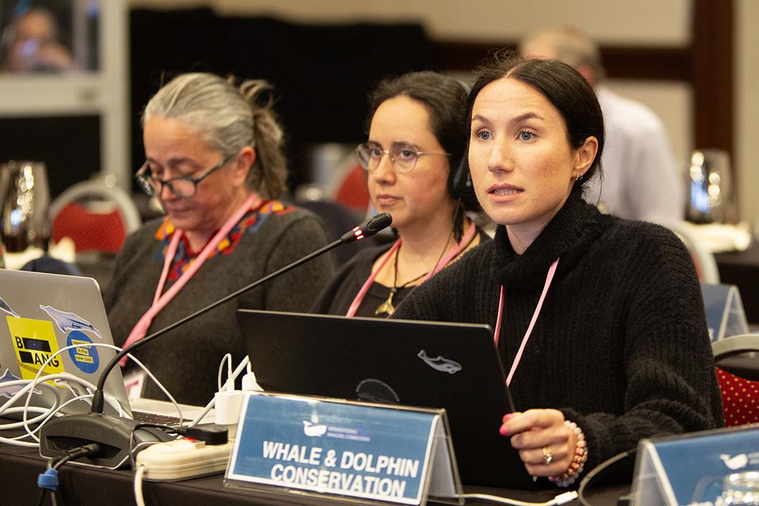 Whale Dolphin Conservation - IWC69-24sep2024_C_EarthNegotiationsBulletin