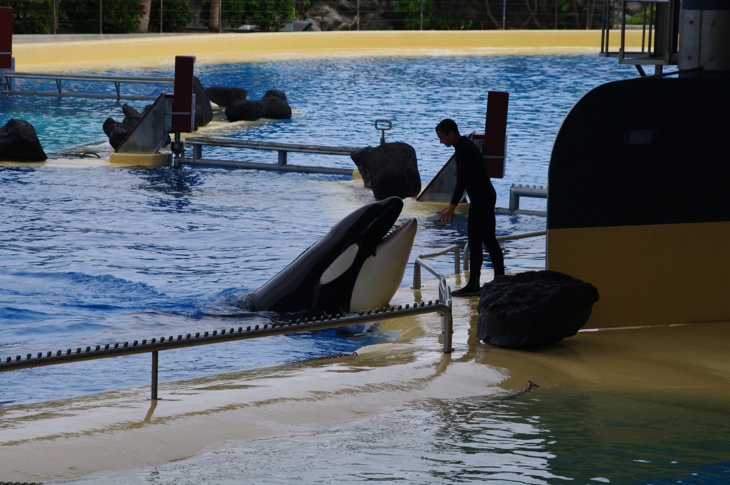 Orca Keto im Loro Parque verstorben | WDC Deutschland