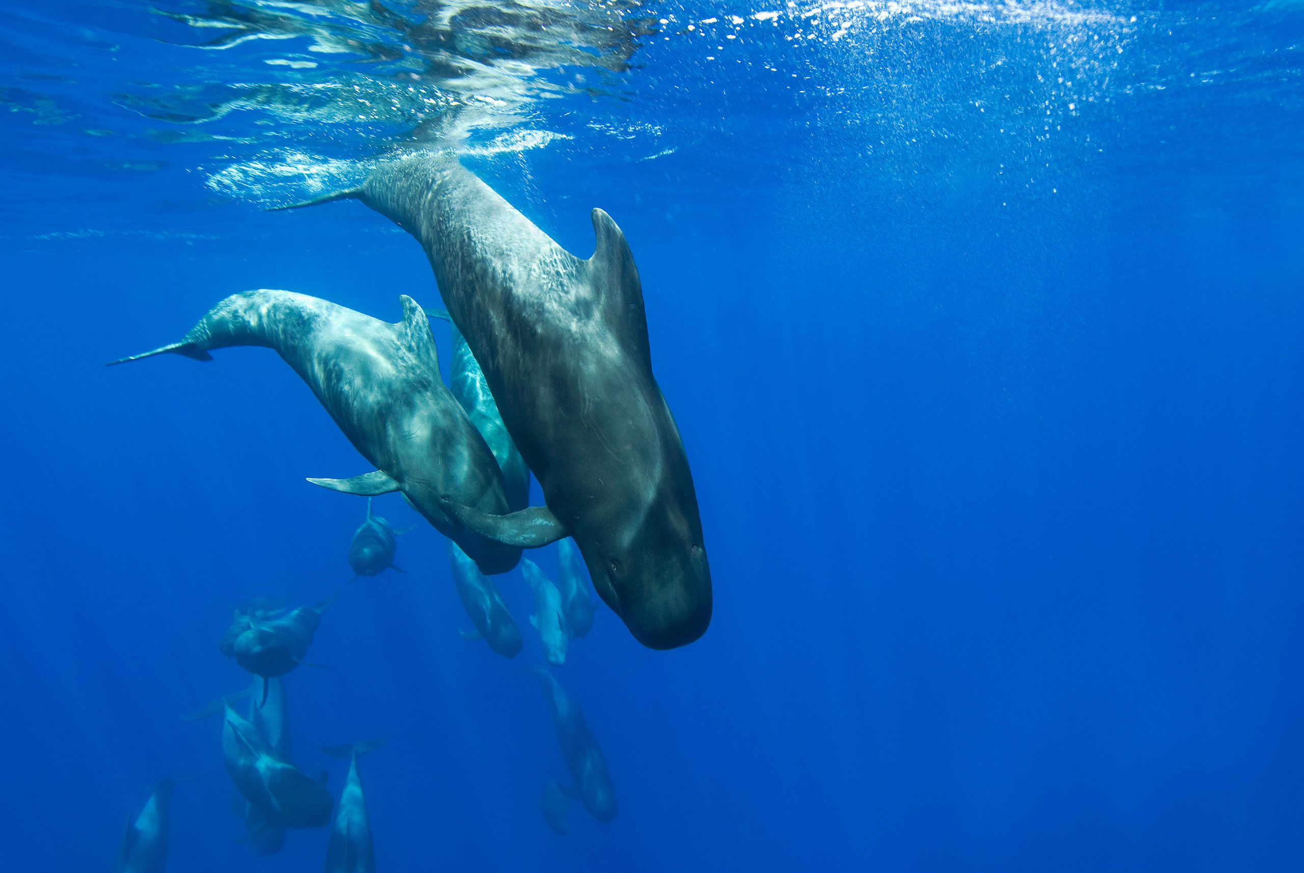 Grindwale © Christopher Swann