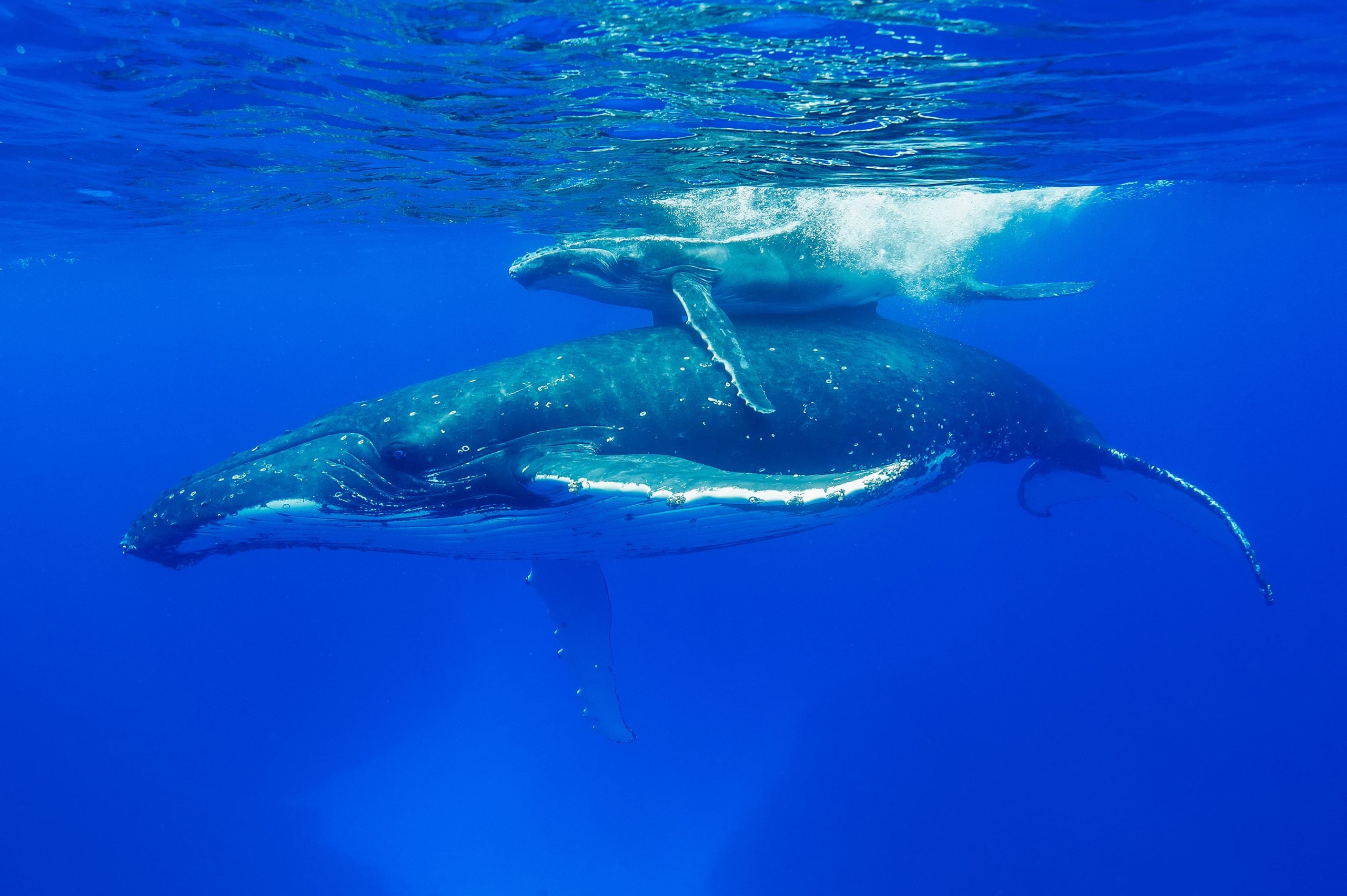 Buckelwal-Mutter mit Baby. © Christopher Swann