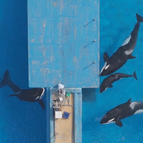 Orcas können in Delfinarien nicht artgerecht gehalten werden und leiden. © China Cetacean Alliance