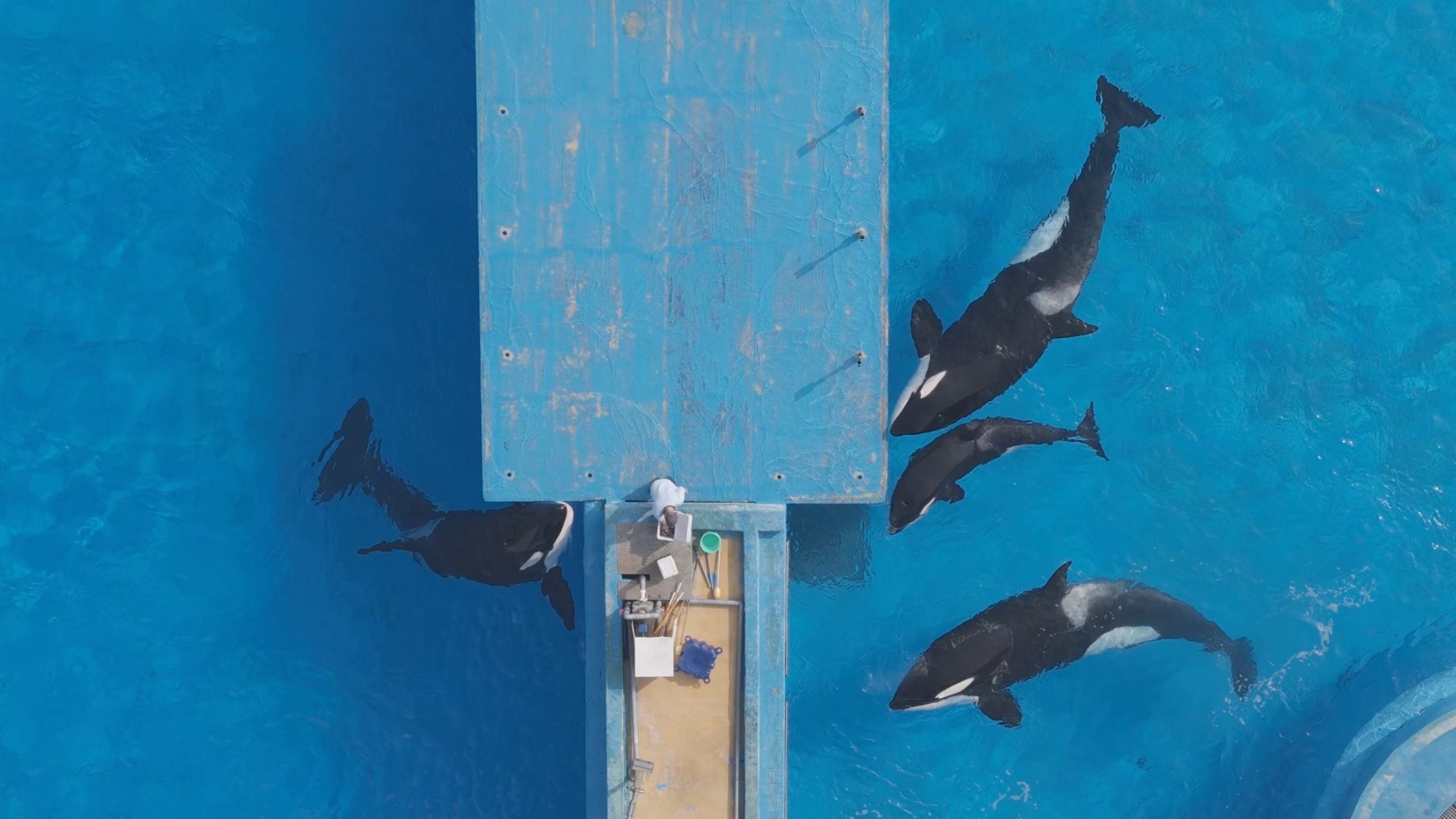Orcas können in Delfinarien nicht artgerecht gehalten werden und leiden. © China Cetacean Alliance