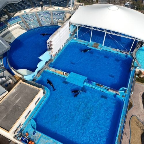 Drohnen-Aufnahme eines Delfinariums in Shanghai. © China Cetacean Alliance
