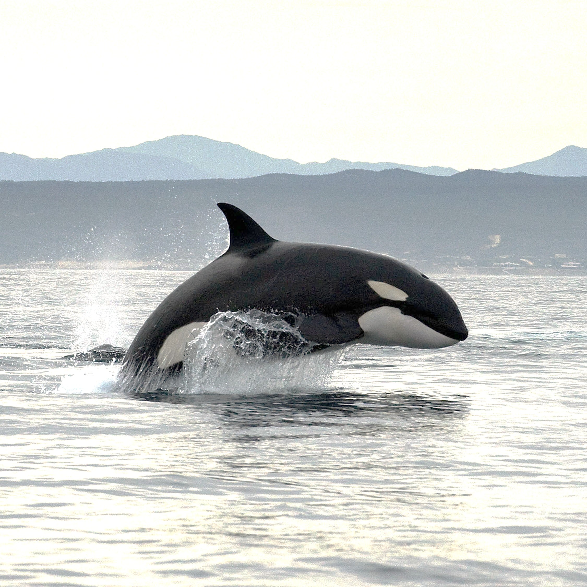 Roboter-Delfine: eine Alternative fr Delfinarien? - Whale and Dolphin  Conservation Deutschland
