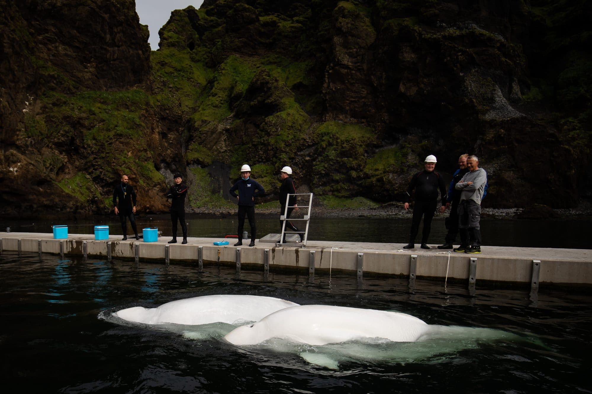 In Island entstand mit Unterstützung von WDC das weltweit erste Meeresrefugium für ehemals gefangene Belugas. © Sea Life Trust