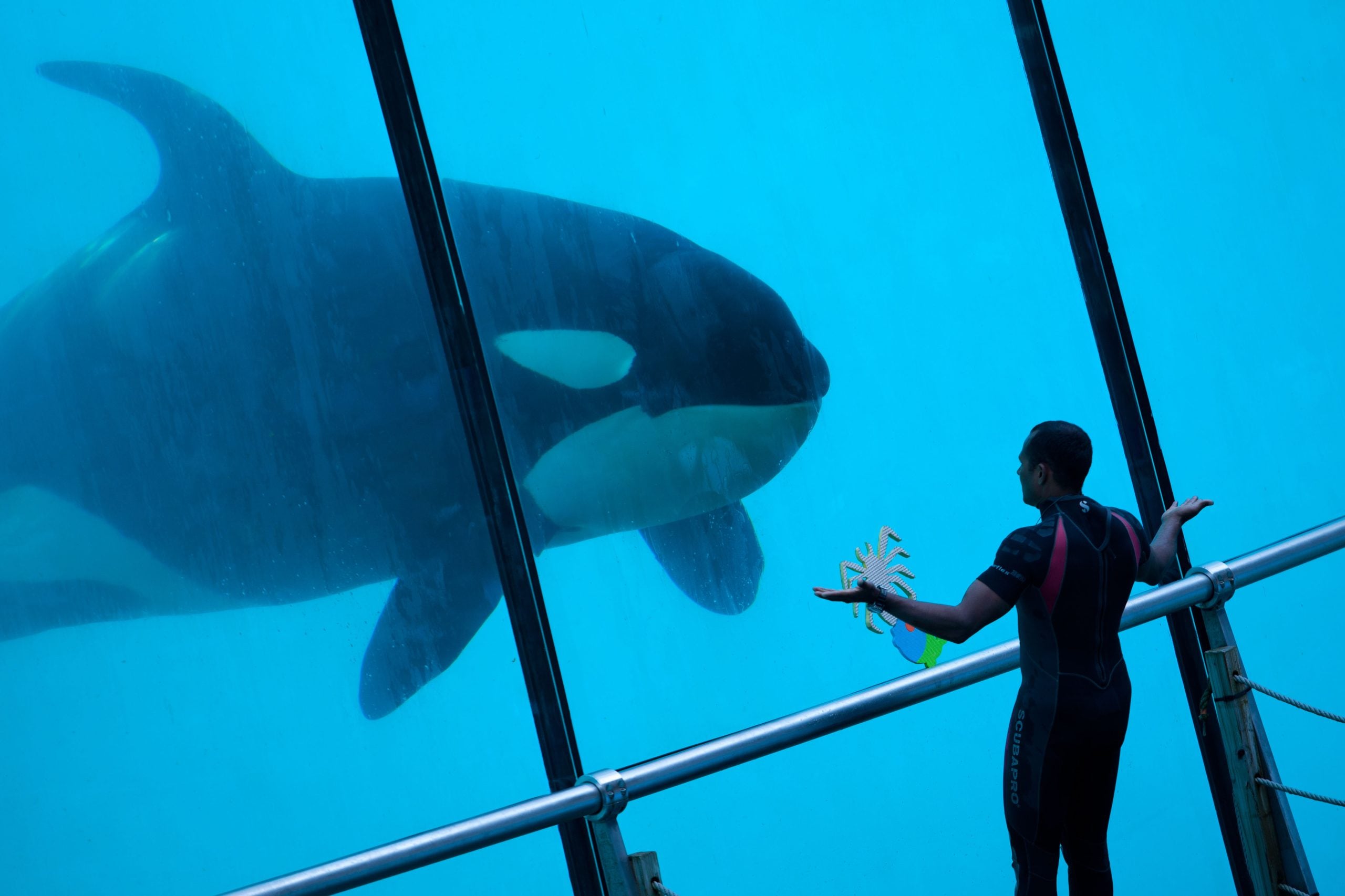Orcas sind für ihre Intelligenz, hochspezialisierte Jagdstrategien und enge familiäre Bindungen bekannt. In Gefangenschaft werden sie alldem beraubt und leiden. © Alamy Stock Photography / Hannu Liivaar