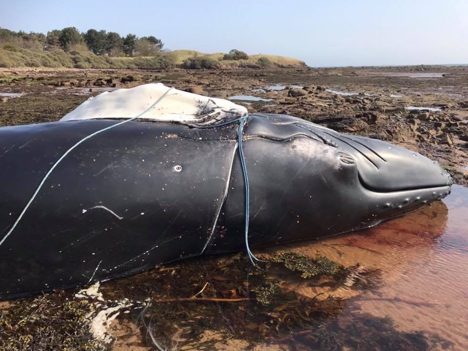 Ein Buckelwal hat sich in Fischereileinen verstrickt und ist tot an einen Strand angespült worden. © East Lothian Countryside Rangers