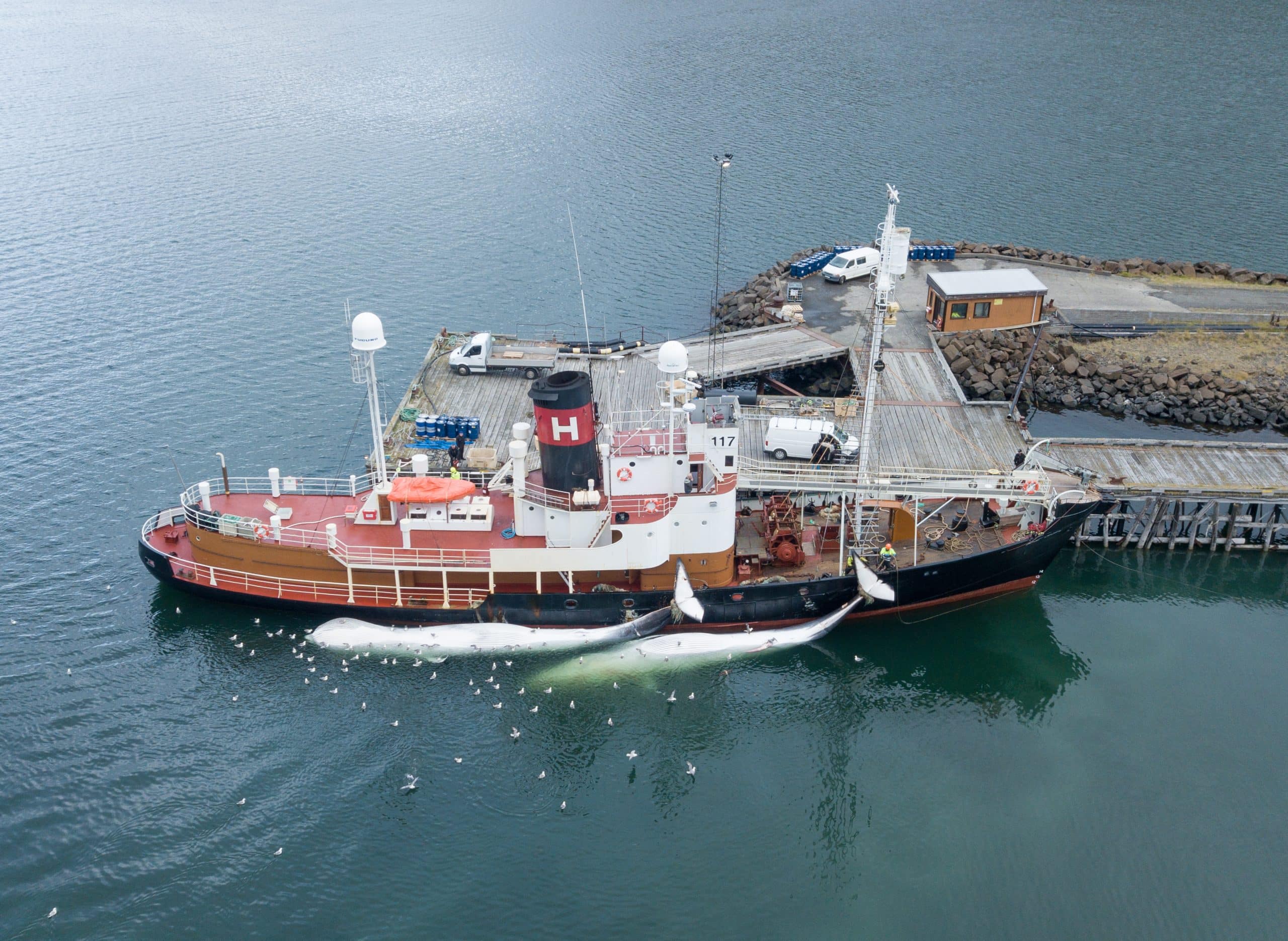 Ein isländisches Walfang-Schiff landet mit zwei Finnwalen an. © Hard To Port