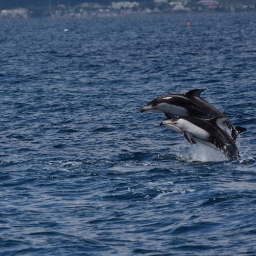 Zwei Delfine springen synchron aus dem Wasser