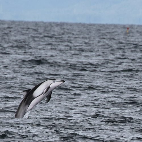 Schwarz-weißer Delfin springt aus dem Wasser