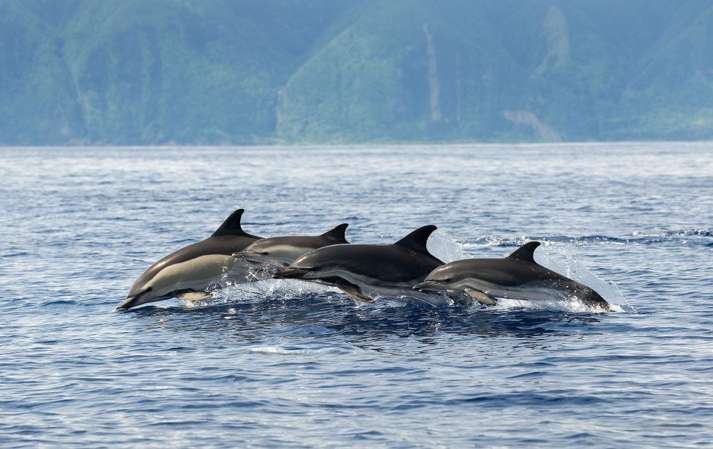 Eine Gruppe Gemeiner Delfine springt aus dem Wasser. © Christopher Swann