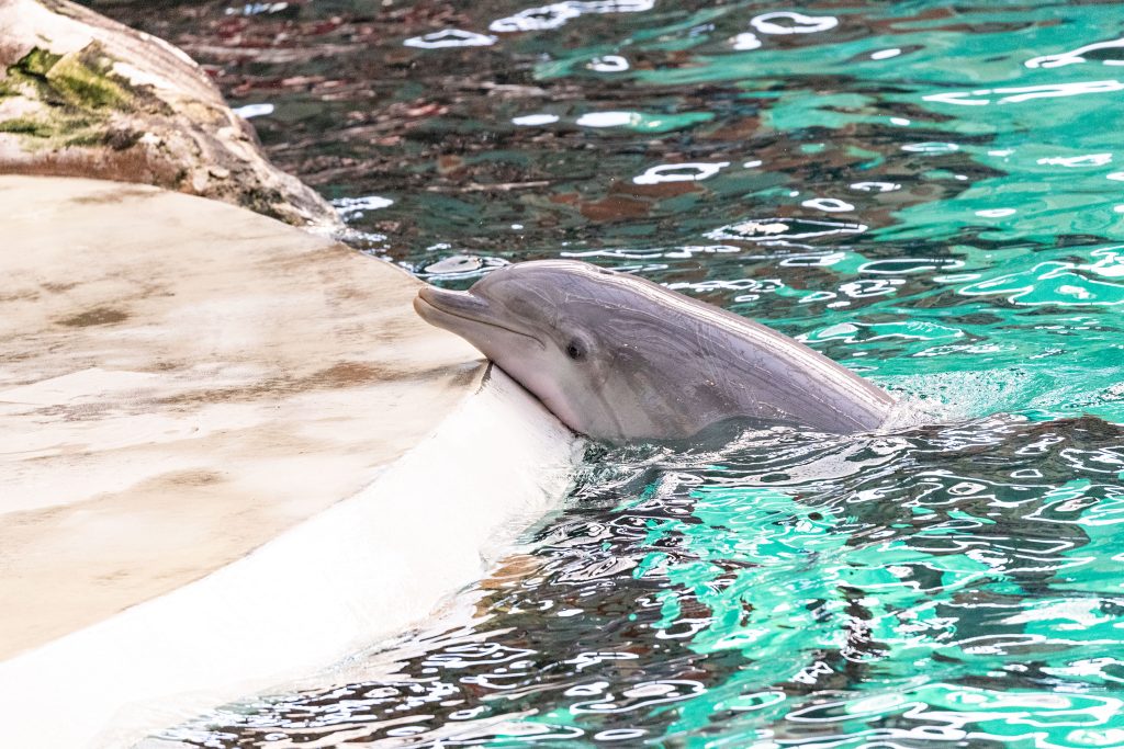 Ein Delfin in Gefangenschaft legt seinen Kopf am Beckenrand ab. © Jens Kramer