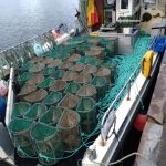 Reusenkäfige aus der schottischen Fischerei. © WDC