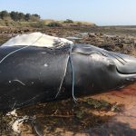 Ein gestrandeter Buckelwal in Dunbar, Schottland, mit einer Fischerleine umwickelt. © Eat Lothain Ranger Service