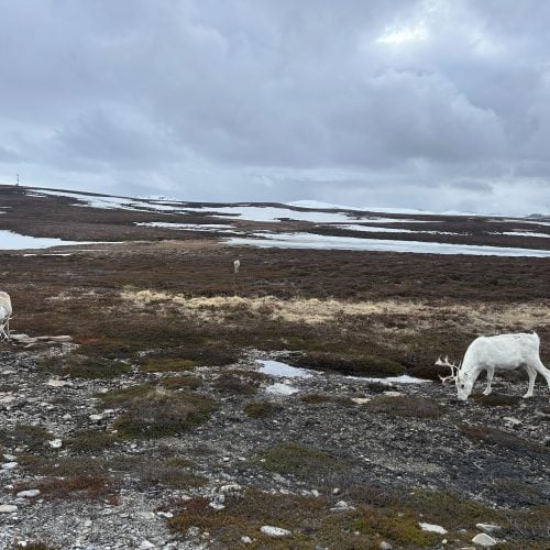 Weißes Wild in felsiger Landschaft, im Hintergrund Meer und Berge