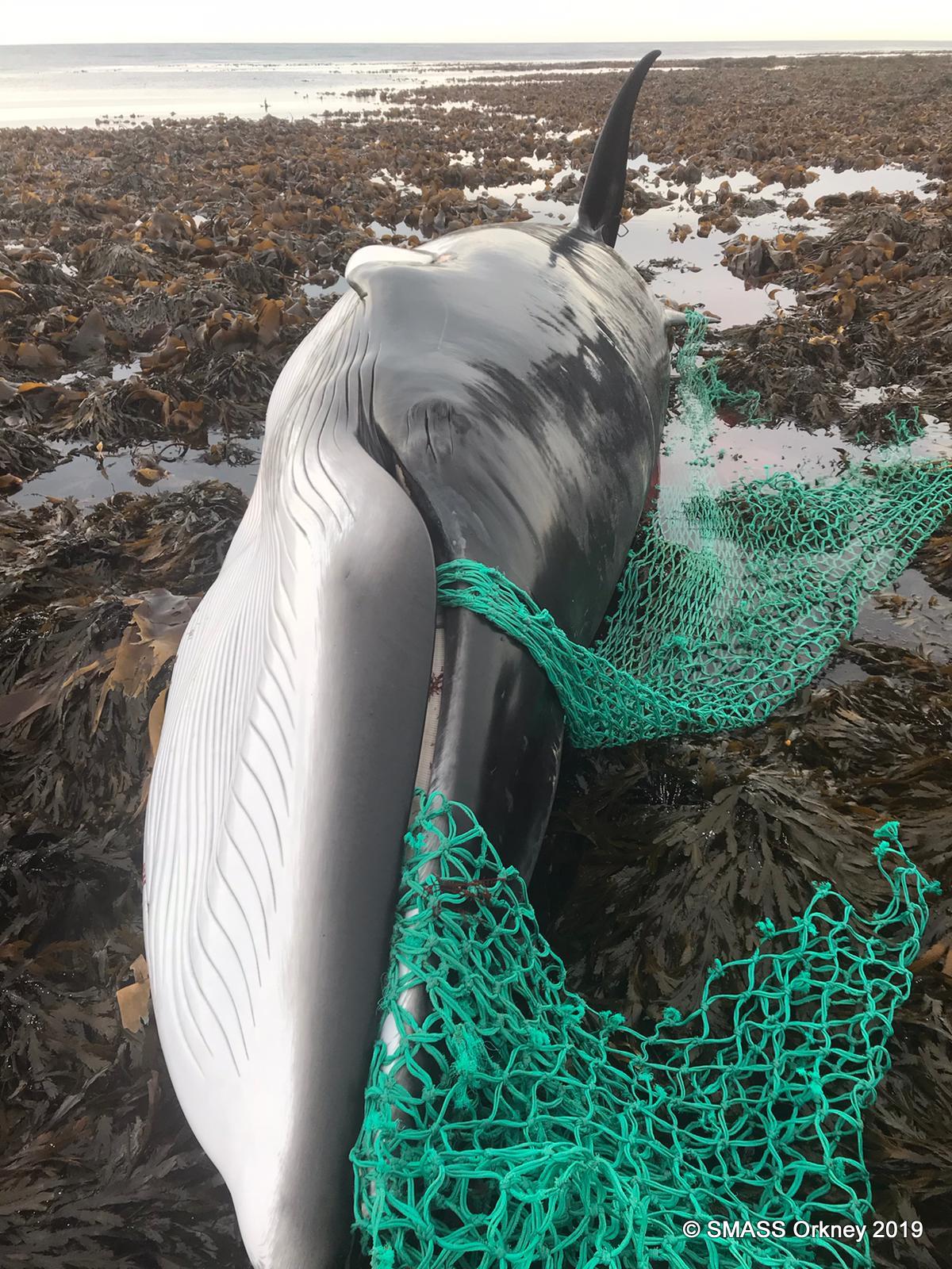Ein gestrandeter Zwergwal vor Orkney, mit einem Fischernetz im Maul. © SMASS