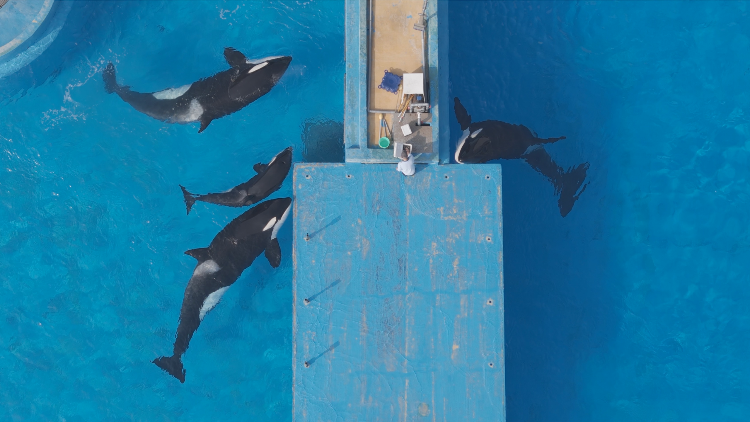 Symbolbild: Drei Orcas werden in einem Delfinarienbecken durch eine Barriere von einem einzelnen anderen Orca getrennt. © China Cetacean Alliance