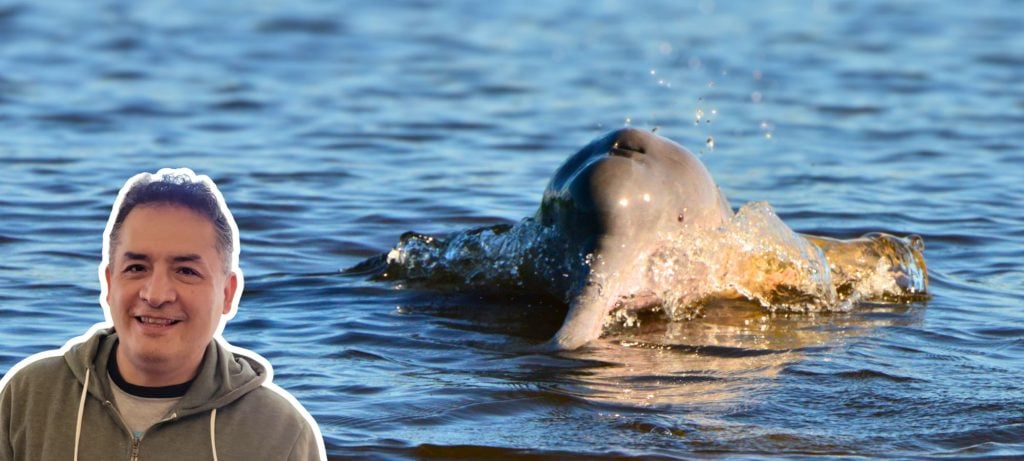 Eingeblendeter Mann im linken unteren Bildeck neben auftauchendem Flussdelfin