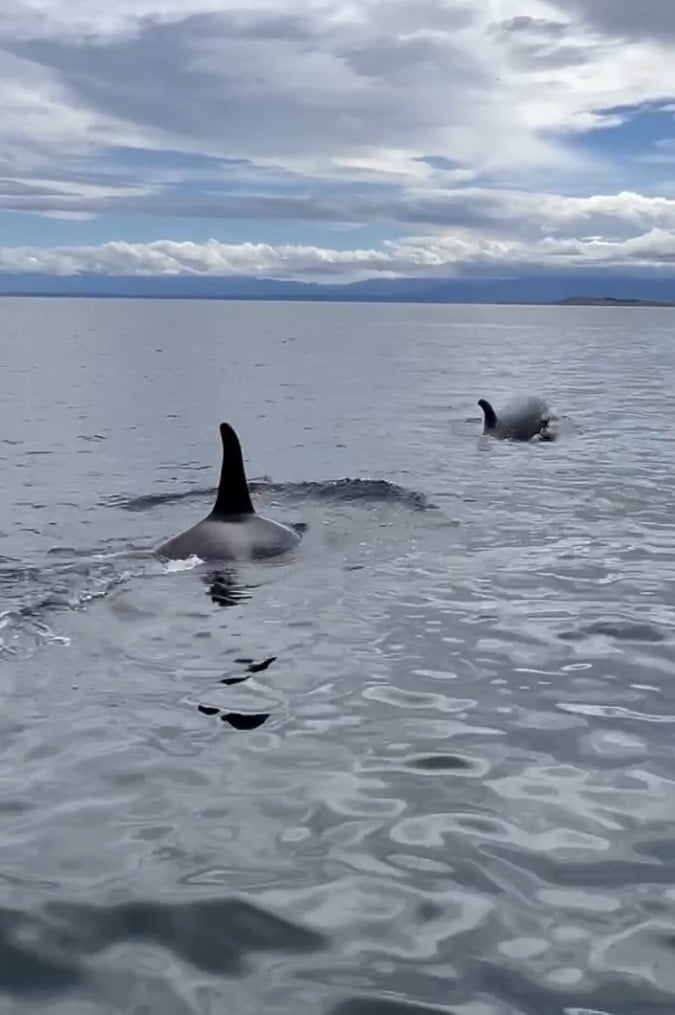 Orca-Finnen vor Küstenlinie