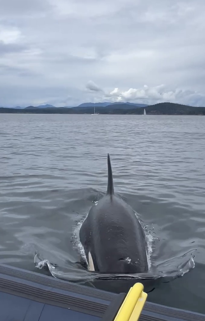 Orca taucht vor Boot ab, im Hintergrund Küste