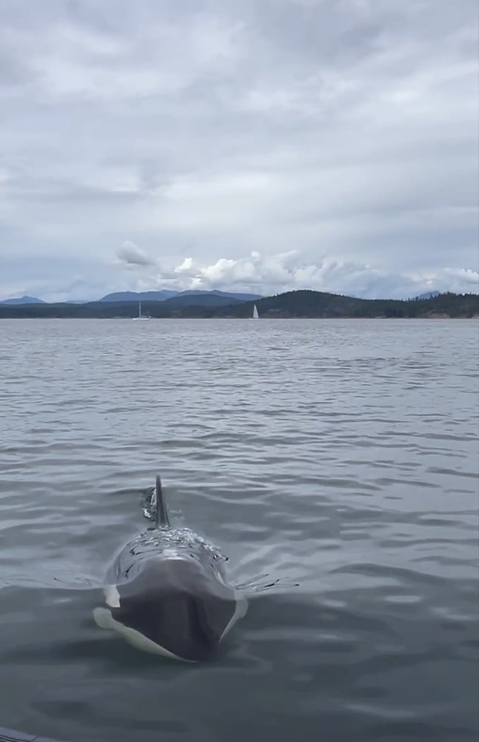 Orca schwimmt auf die Kamera zu, im Hintergrund Küste