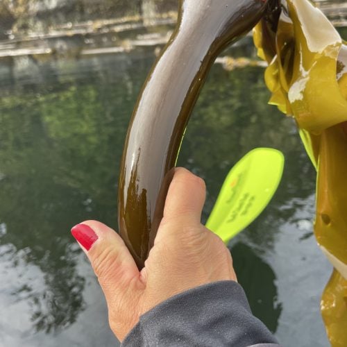 Hand hält Wasserpflanze