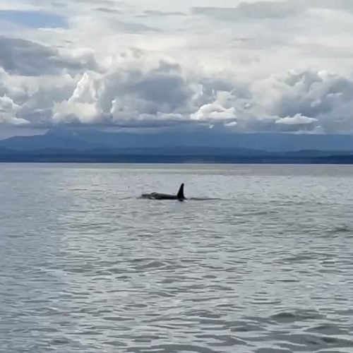 Orca-Rücken an der Wasseroberfläche vor Küste und Wolken