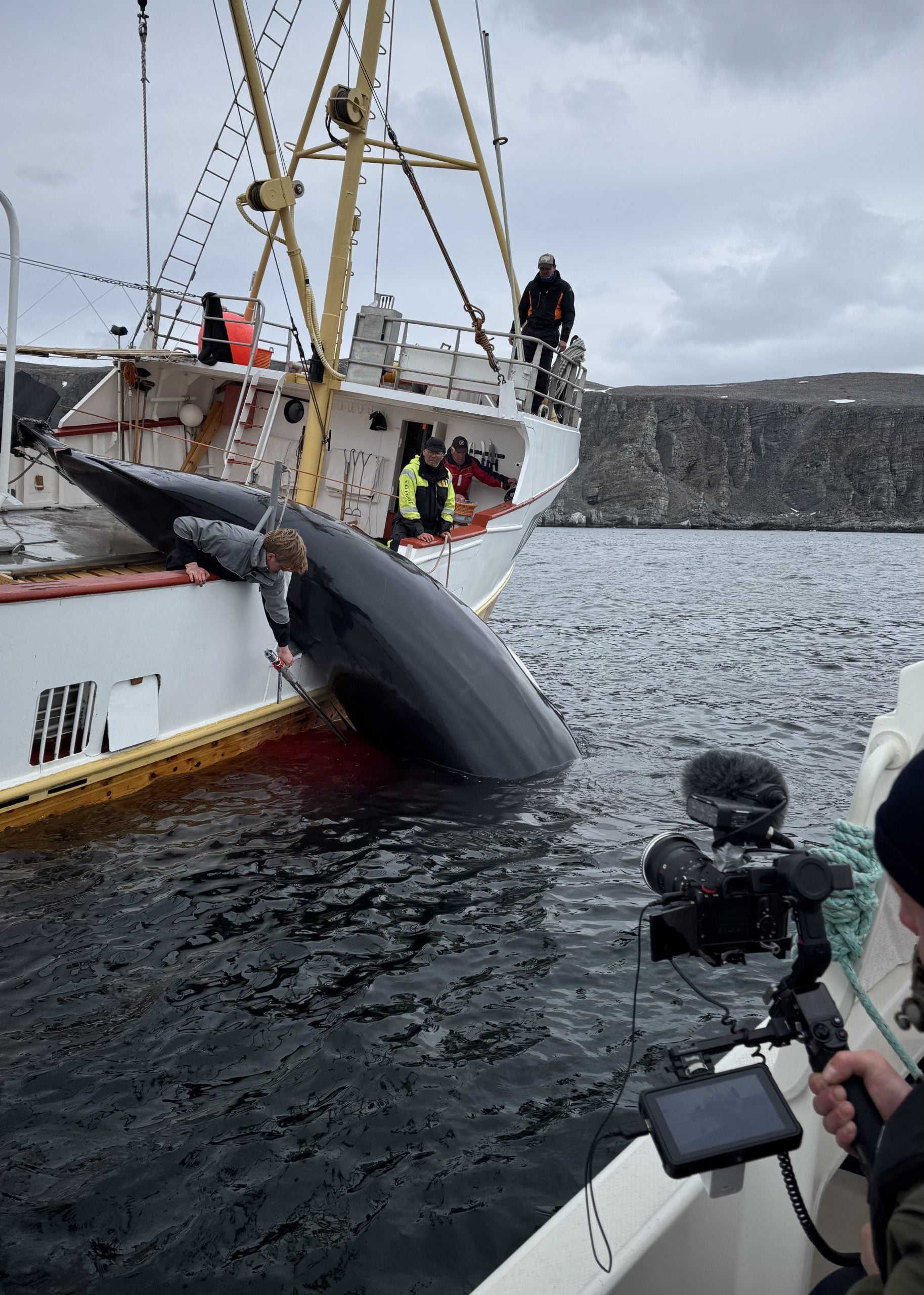 Getöteter Wal wird auf Schiff gehievt; die Prozedur wird von einem Boot in der Nähe gefilmt