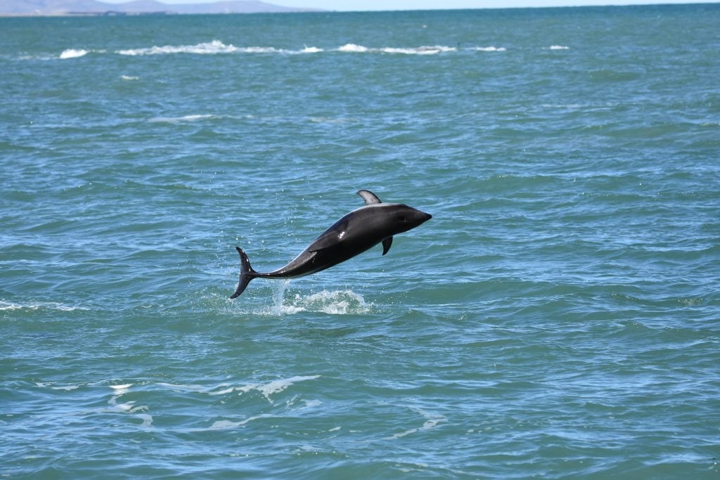 Eine Peale-Delfin springt aus dem Wasser. © Miguel Iñíguez