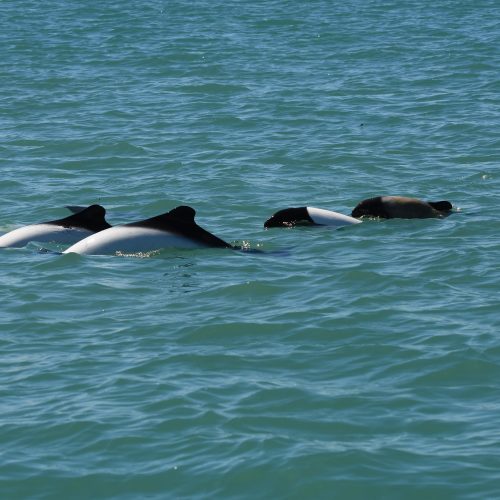 Eine Gruppe von Commerson-Delfinen schwimmt durchs Meer vor Patagonien. © Miguel Iñíguez