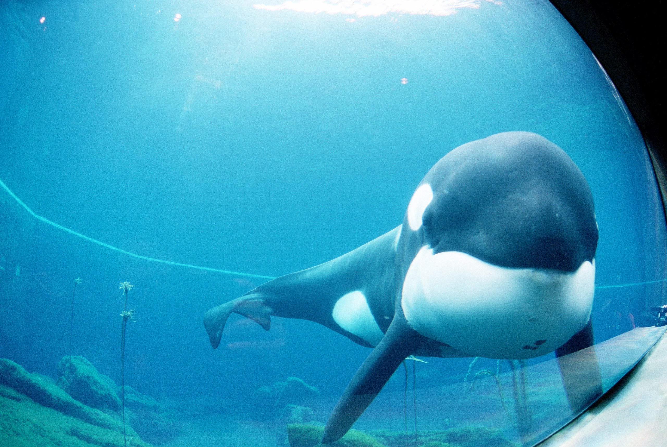 Orca Keiko im Oregon State Aquarium, kurz vor seinem Umzug nach Island. © U.S. Department of Defense, Public Domain / Wikimedia Commons