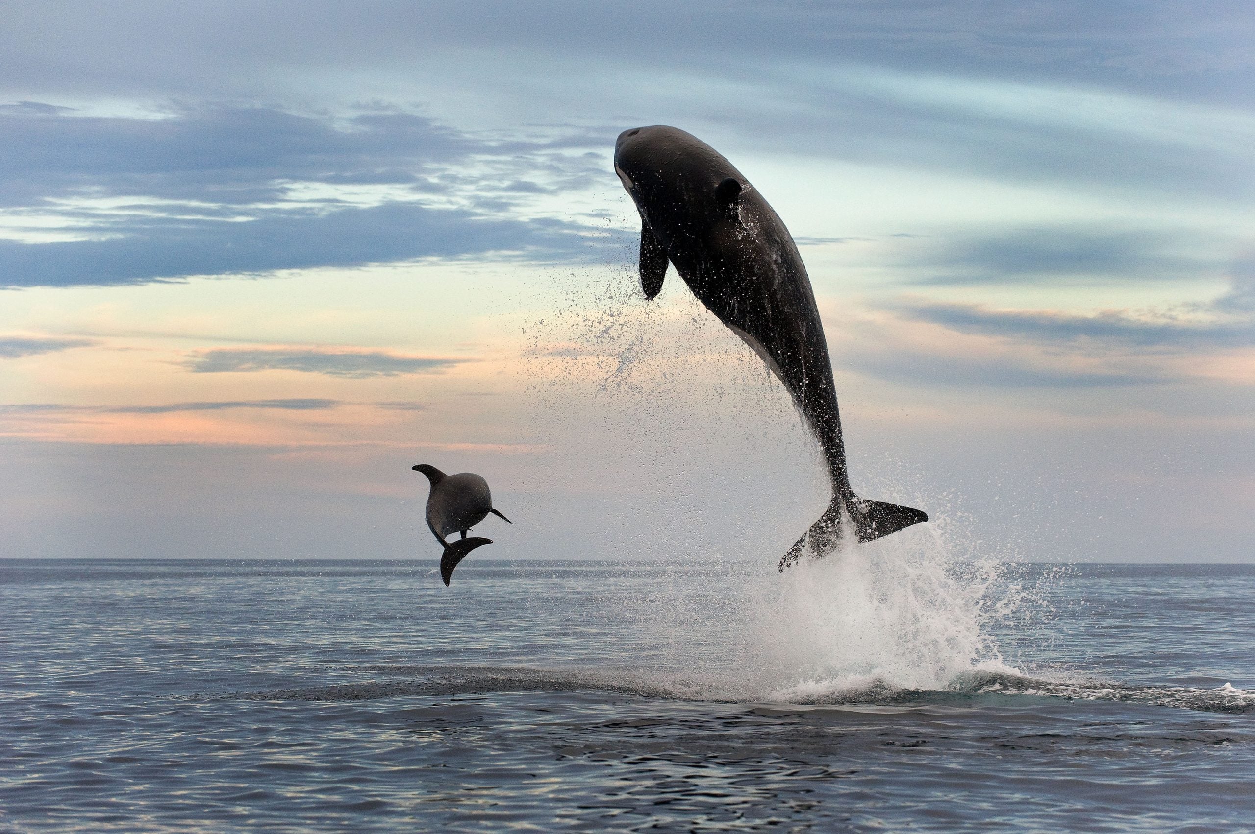 Ein Orca und ein Delfin springen in Freiheit aus dem Wasser. © Christopher Swann