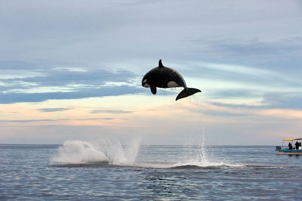 Ein Orca springt in Freiheit aus dem Wasser. © Christopher Swann