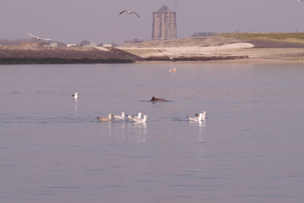 Ein Schweinswal in der niederländischen Oosterschelde. © Rugvin Foundation