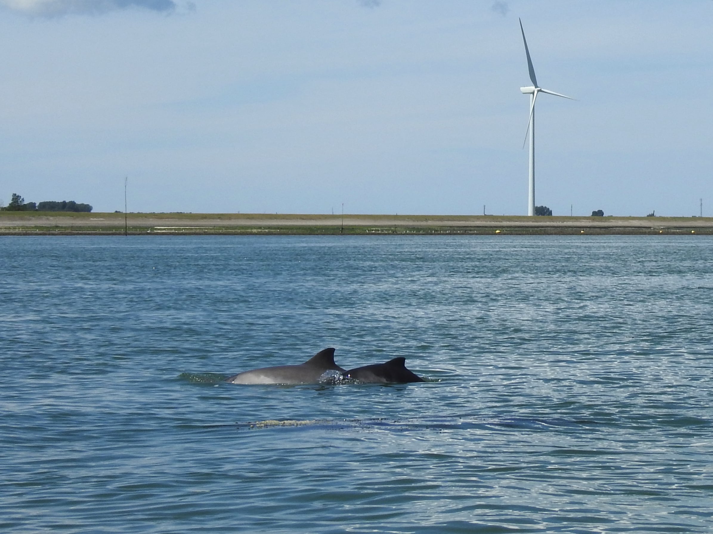 Eine Schweinswalmutter mit ihrem Baby in der niederländischen Oosterschelde. © Nynke Osinga / Rugvin Foundation