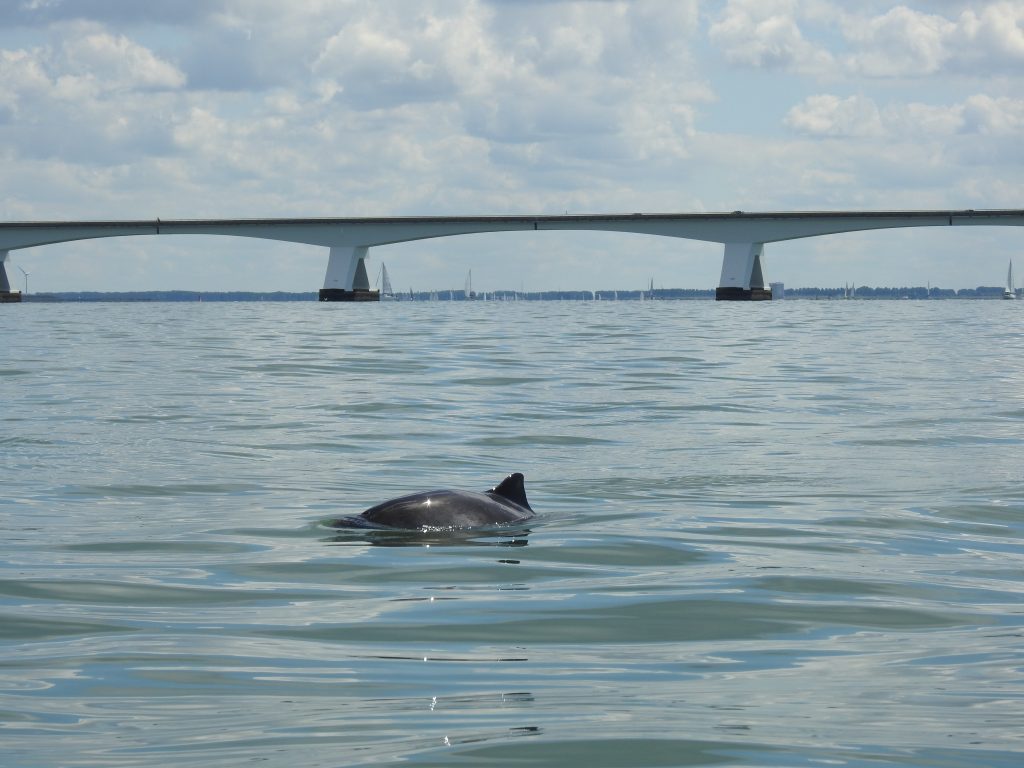 Schweinswalrücken vor großer Brücke