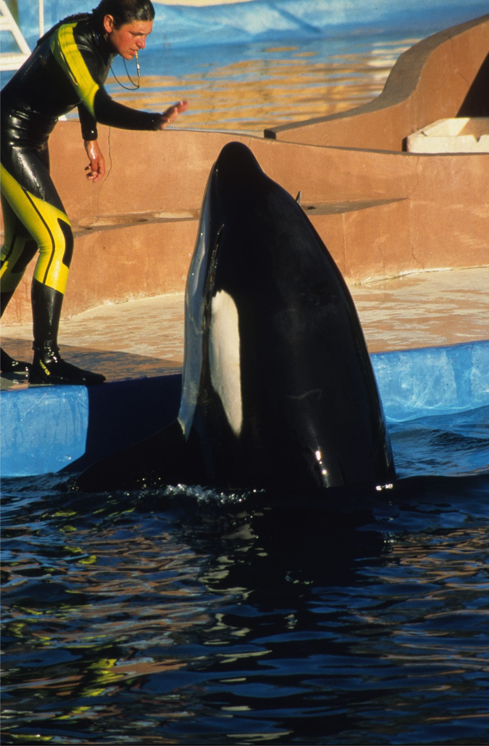 Trainer in Neoprenanzug gibt Orca, der seinen Kopf aus dem Betonbecken streckt, per Handzeichen Anweisungen