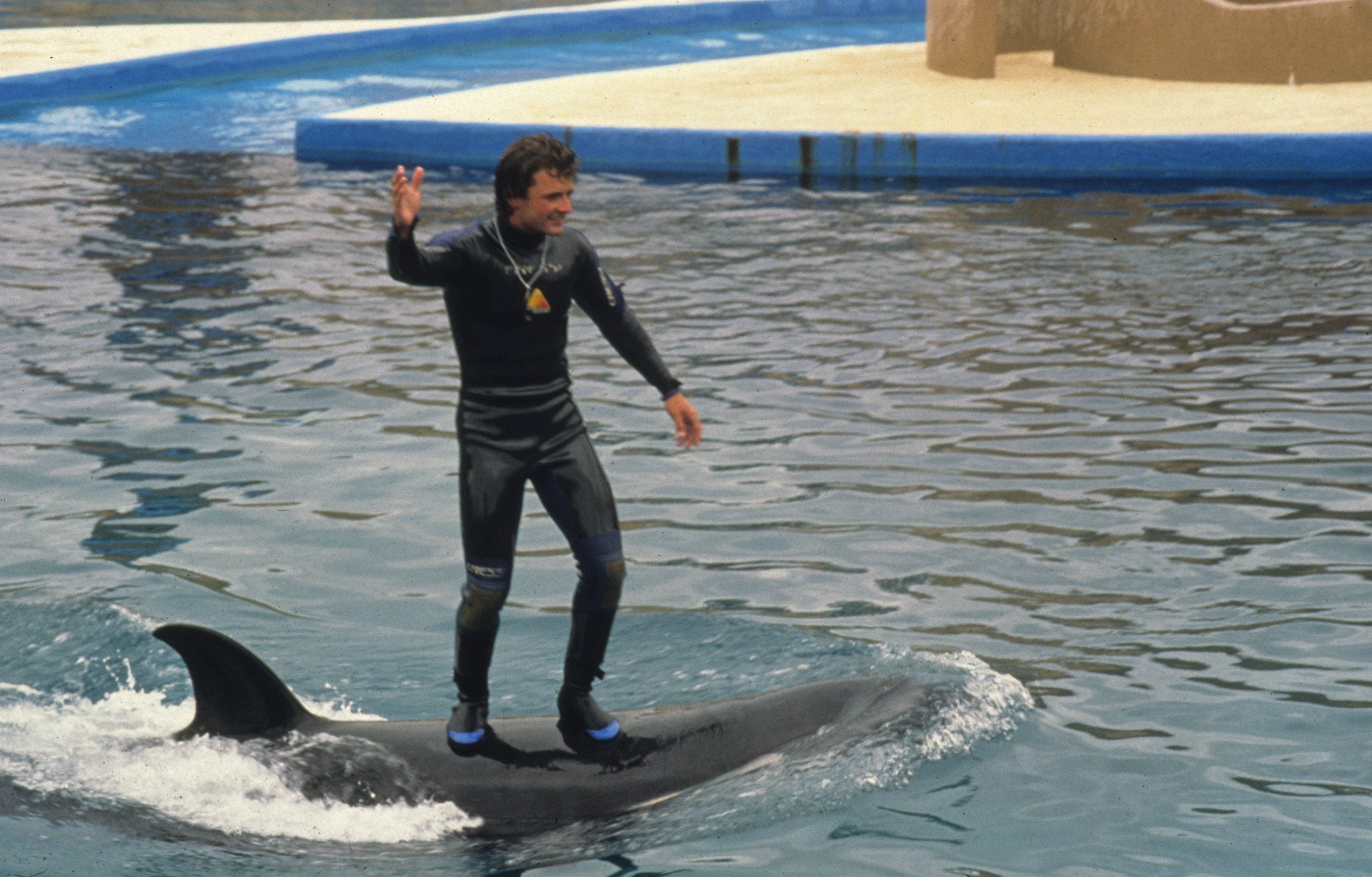 Mann in Neoprenanzug "surft" auf einem Orcarücken durch ein Becken im Delfinarium