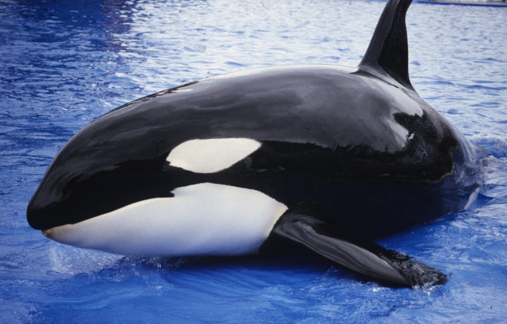 Orca auf Strandungsboden in Delfinarium