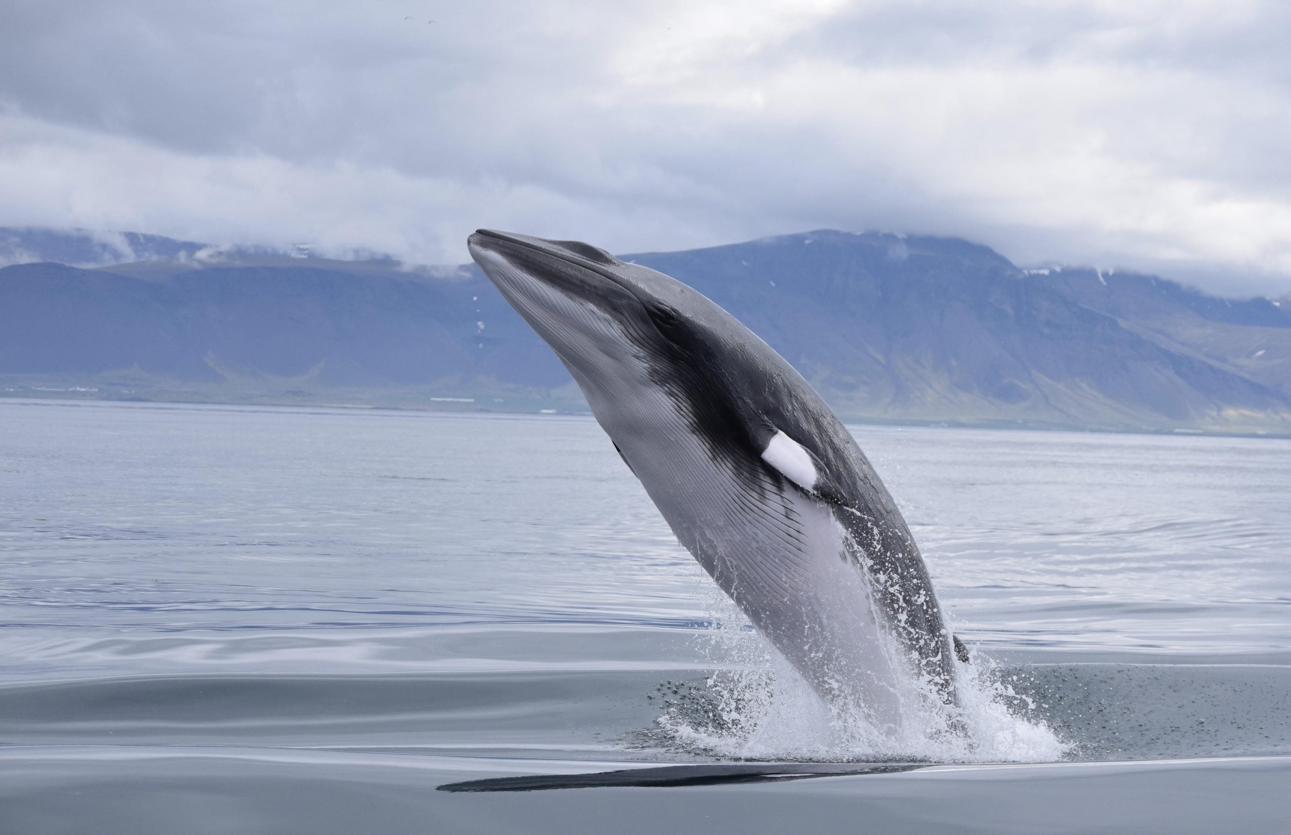 Zwergwale sind in Norwegen vom kommerziellen Walfang bedroht. Das Land tötet jährlich mehr Wale, als Island und Japan zusammen. © FEE International, Flickr / CC BY-NC 4.0