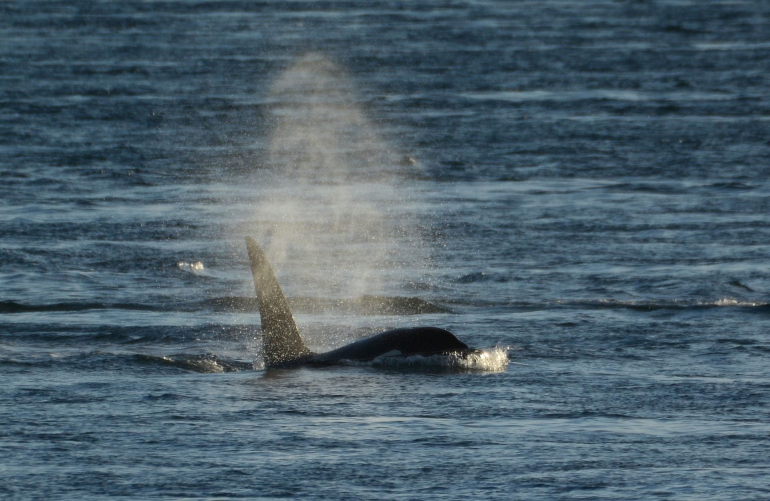 Orca taucht auf