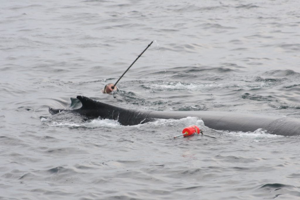 Symbolbild: Ein Buckelwal hat sich in Fischereiausrüstung verstrickt. © WDC Nordamerika