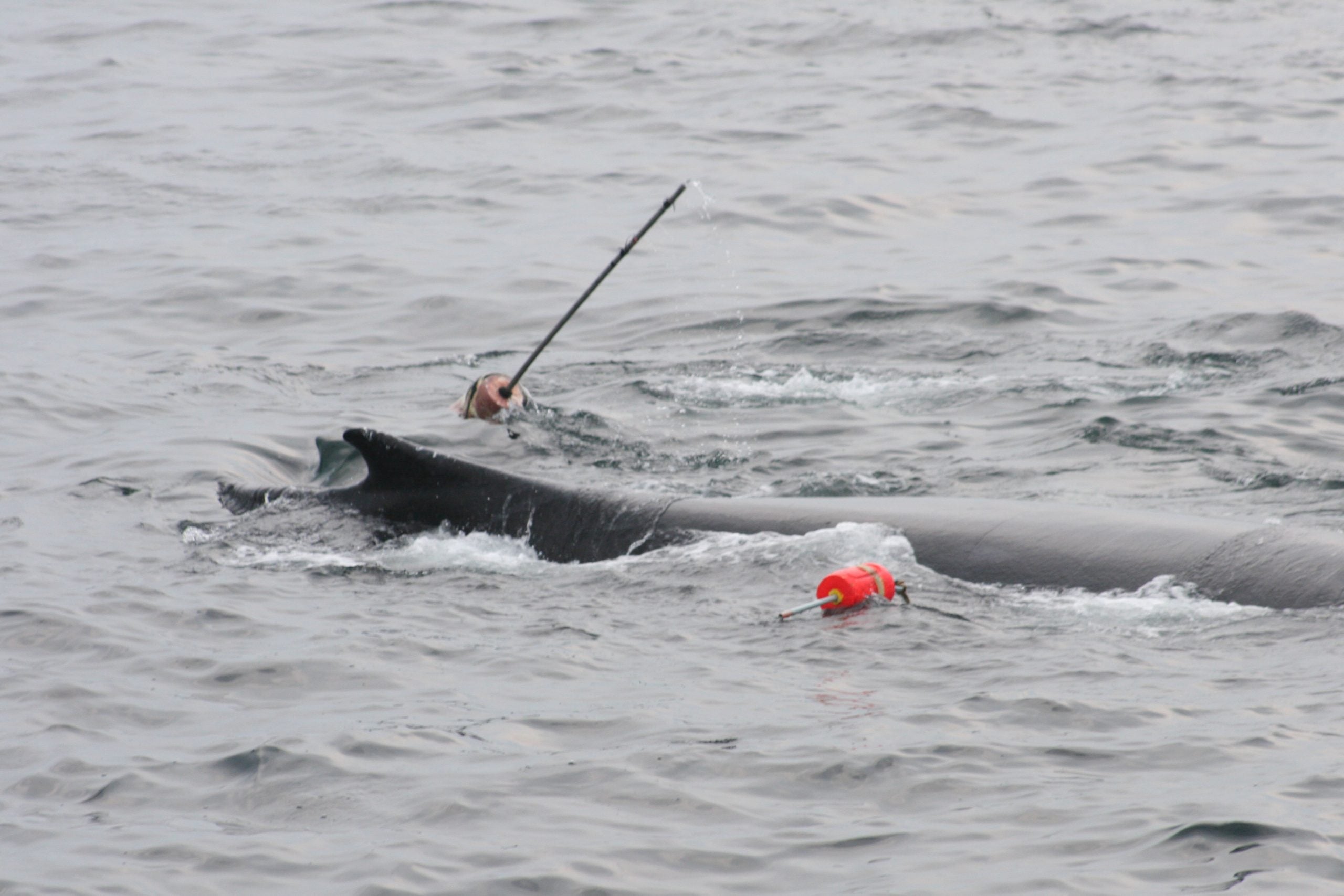 Symbolbild: Ein Buckelwal hat sich in Fischereiausrüstung verstrickt. © WDC Nordamerika