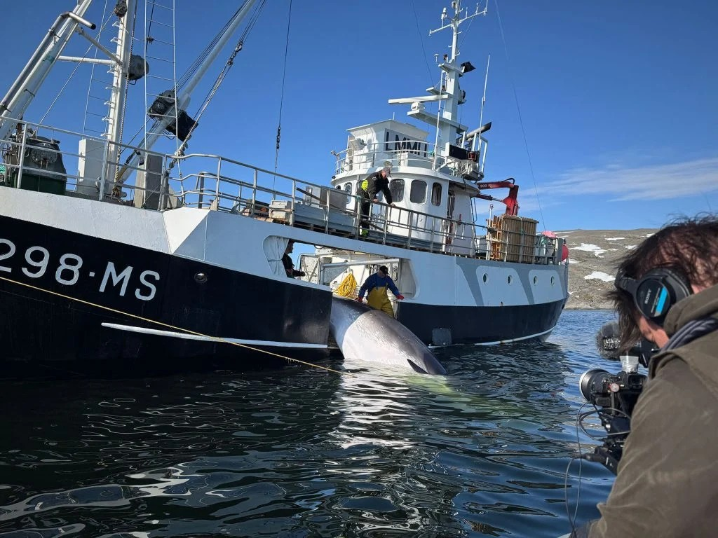 Ein getöteter Wal wird an Bord eines Walfang-Schiffes gezogen